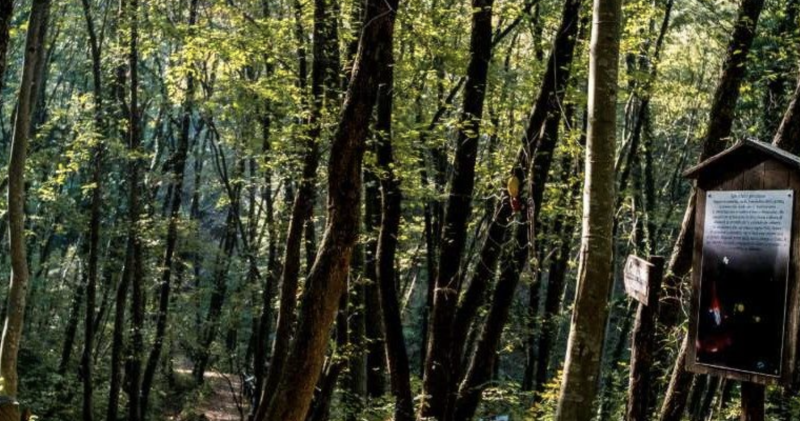 La festa degli alberi